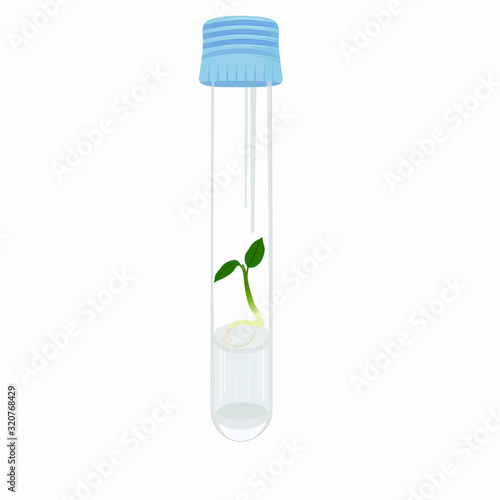 Microclonal reproduction of plants. In vitro propagation method for production of plants. Plants in test tubes in realistic style. Biotechnology. Vector illustration on white background.