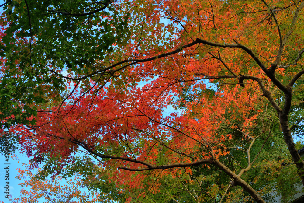 大原の紅葉 大原の紅葉