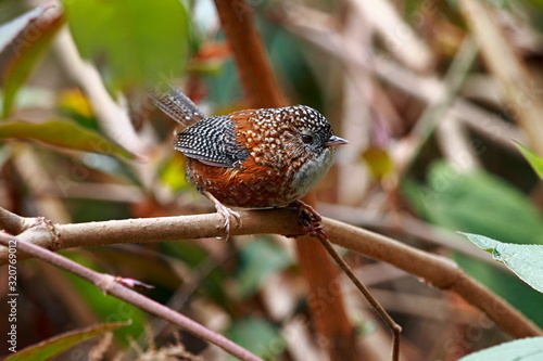 Bar-winged Wren Babbler (Spelaeornis troglodytoides sherriffi), Place - Eaglenest Wildlife Sanctuary, Arunachal Pradesh photo