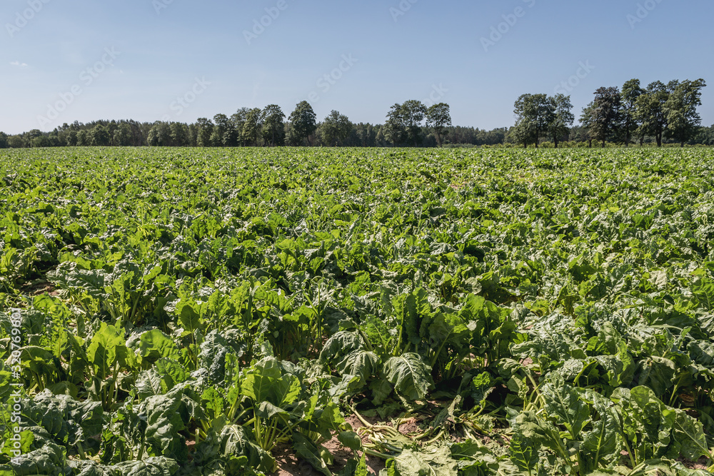 Field of sugar beetroots in Kamien County, located in West Pomerania region of Poland