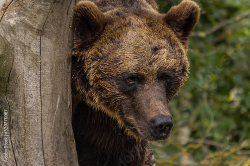 big brown bear stands near a tree in the forest