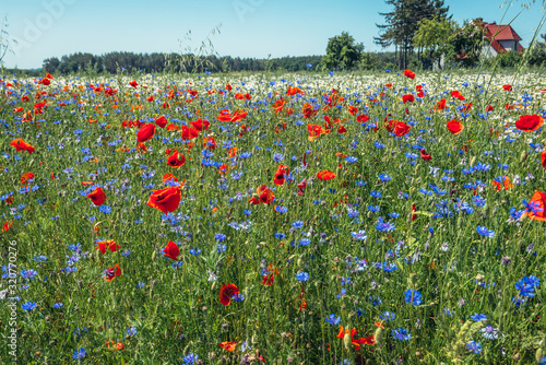 Blue cornflowers and red field roses in full bloom on a meadow near Modlimowo village located in West Pomerania region of Poland