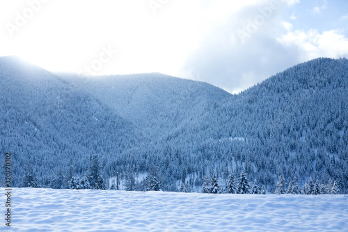 Snowy forest