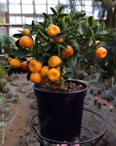 Calamondine (Citrofortunella microcarpa) with ripe fruit in botanical garden