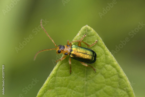 Macro photography of Jewel bug insect, bhor ghat, Maharashtra, India © RealityImages
