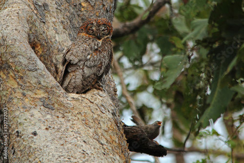 The mottled wood owl (Strix ocellata) is a species of large owl found in India.
