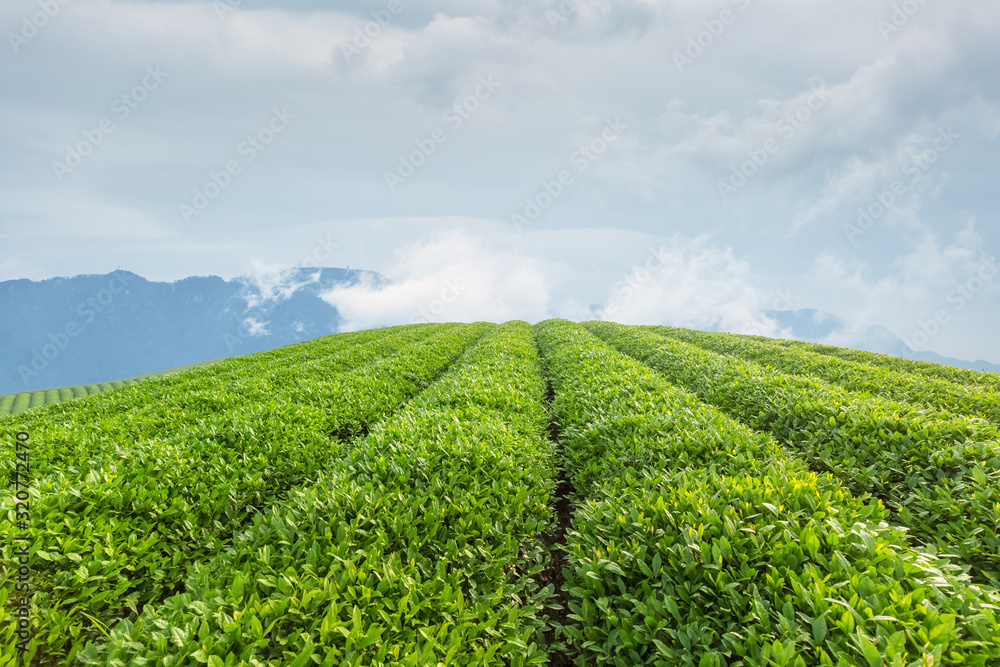 tea plantation in lushan