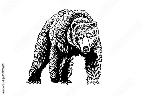 Graphical sketch of grizzly bear isolated on white background,vector illustration