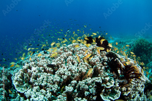 Fototapeta Naklejka Na Ścianę i Meble -  fish in coral reef