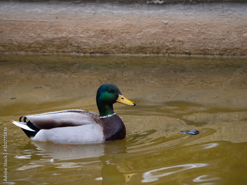 Fototapeta premium Duck
