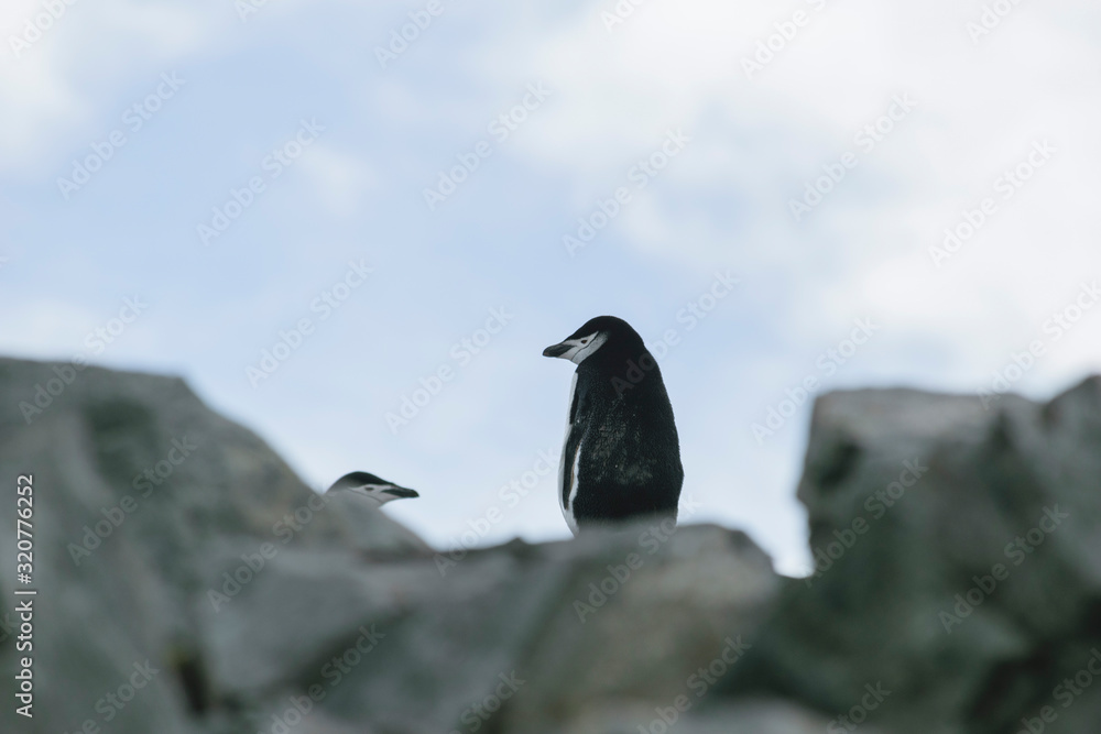 Fototapeta premium Adelie penguin on small ice berg in Antarctica