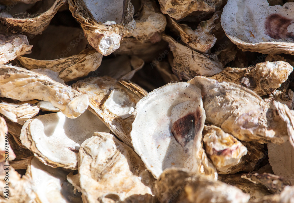 Oyster shells as an abstract background Stock Photo | Adobe Stock
