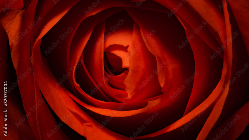 Macro of a Red Rose Macro of a Red Rose