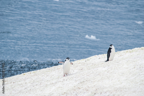 Two Gentoo Penguins  Pygoscelis Papua in love in Antarctica