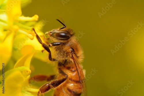 wasp on a flower