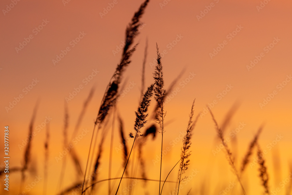 Silhouettes of dry grass on a sunset background Silhouettes of dry grass on a sunset background