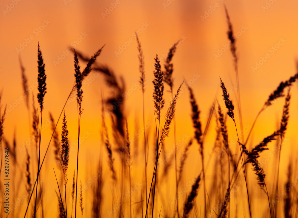 Silhouettes of dry grass on a sunset background Silhouettes of dry grass on a sunset background