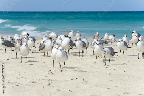 Fototapeta Naklejka Na Ścianę i Meble -  Flock of seagulls on the beach of Atlantic Ocean, Cuba