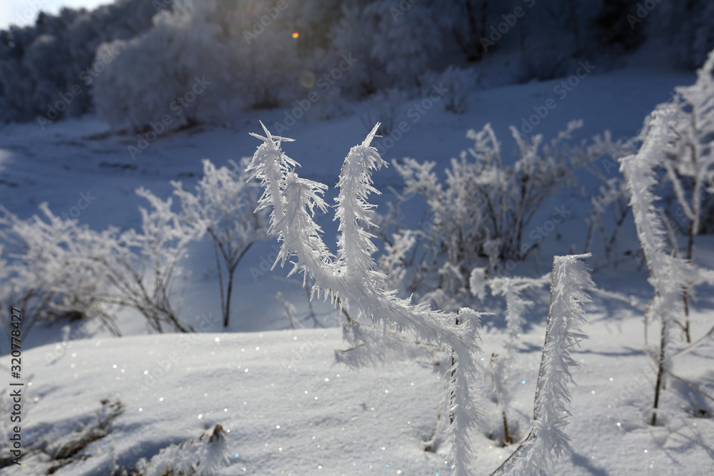 Obraz premium Beautiful winter landscape. Shrubs and trees in the snow on a sunny day
