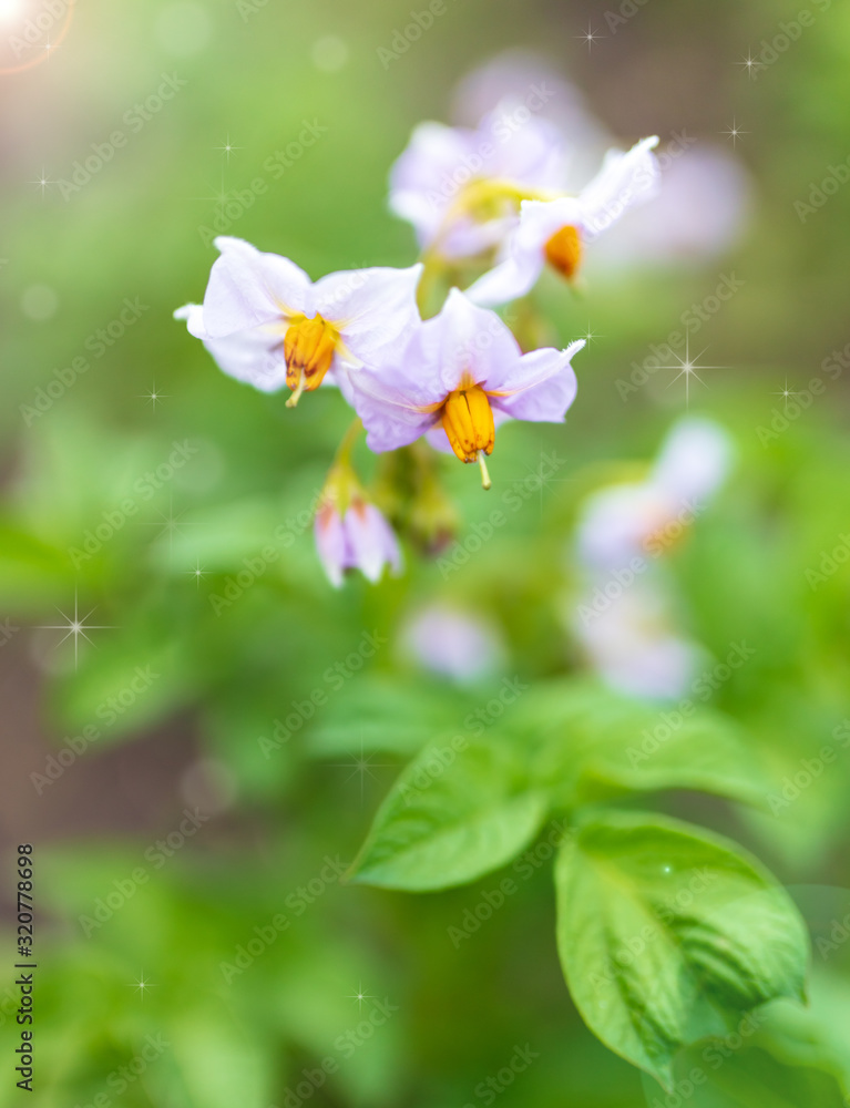 Fototapeta premium Flower on a potato in nature