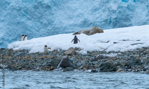Weddell seal and Gentoo penguins on the beach next to the glacier outlet wall in Paradise Harbor, Antarctica.