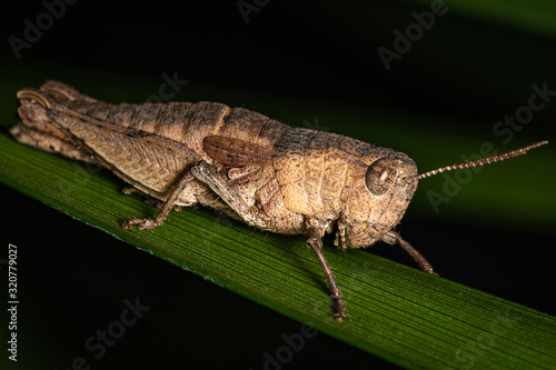 Grasshopper at night