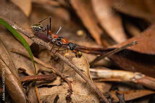Ant with food