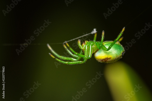 Green spider