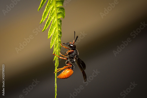 Wasp on fern