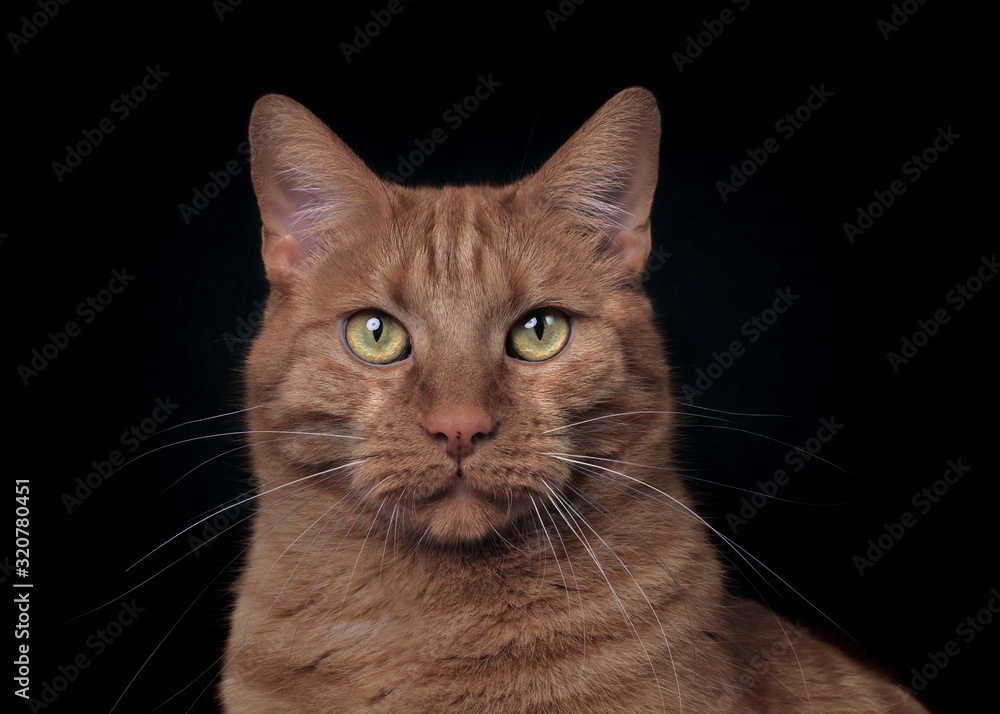 Portrait of serious cat looking straight to the camera. Isolated on black background. Portrait of serious cat looking straight to the camera. Isolated on black background.