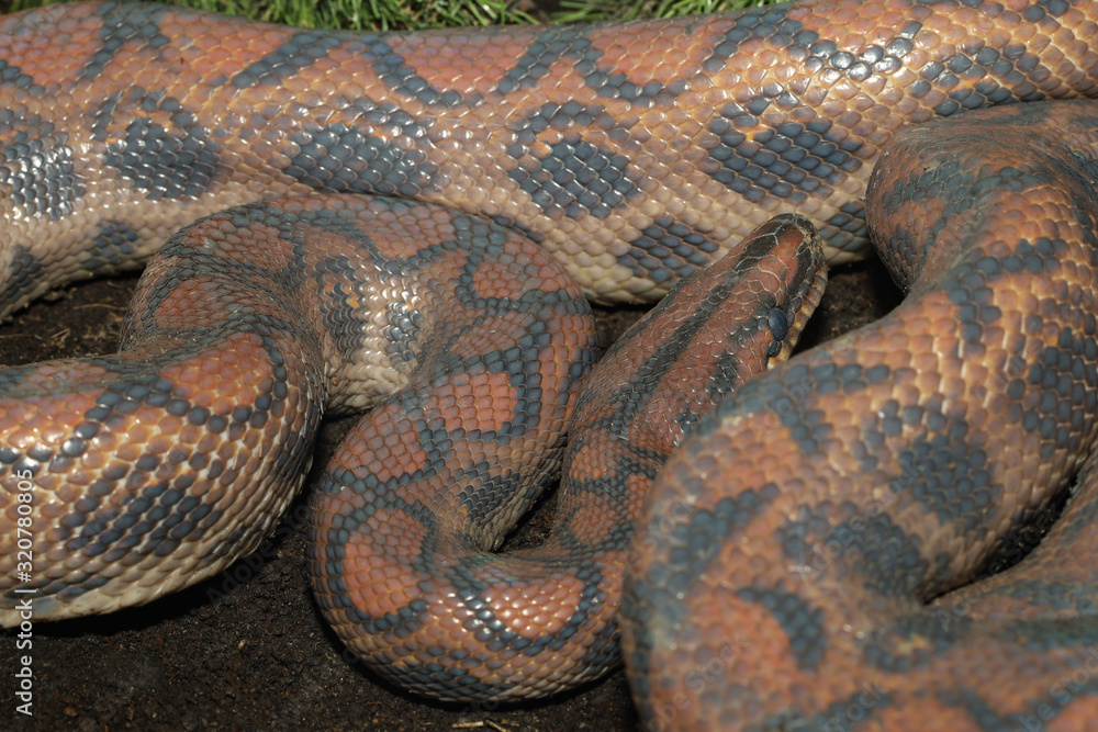 Brazilian rainbow boa snake in garden at thailand Brazilian rainbow boa snake in garden at thailand