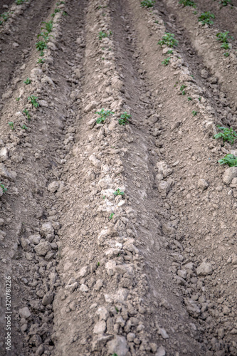 Plowed field ready for new crops.