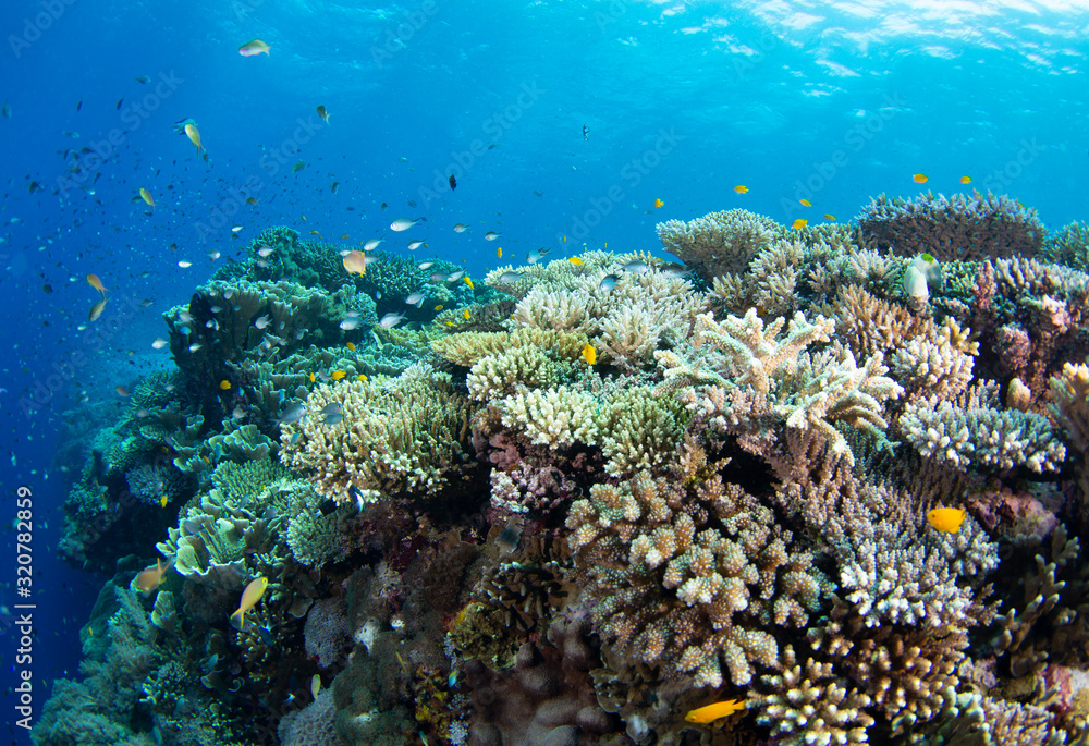 Naklejka premium coral reef with fish