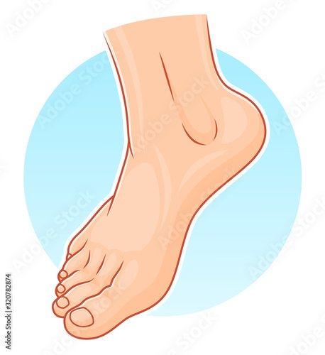 Human foot illustration
