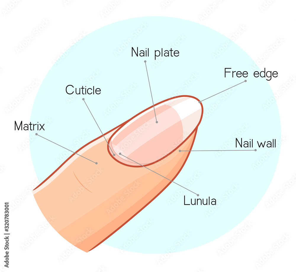 Nail Structure Illustration Vector Illustration Stock Illustration -  Download Image Now - Anatomy, Fingernail, Physical Structure - iStock