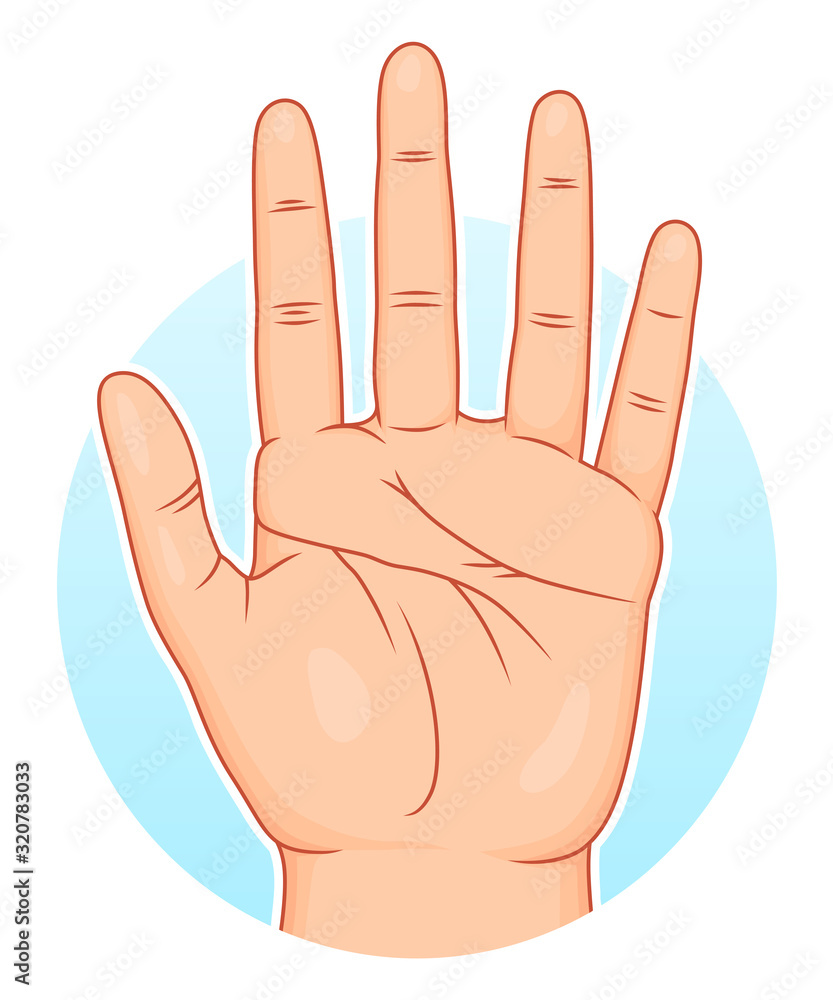 Palm illustration Palm illustration