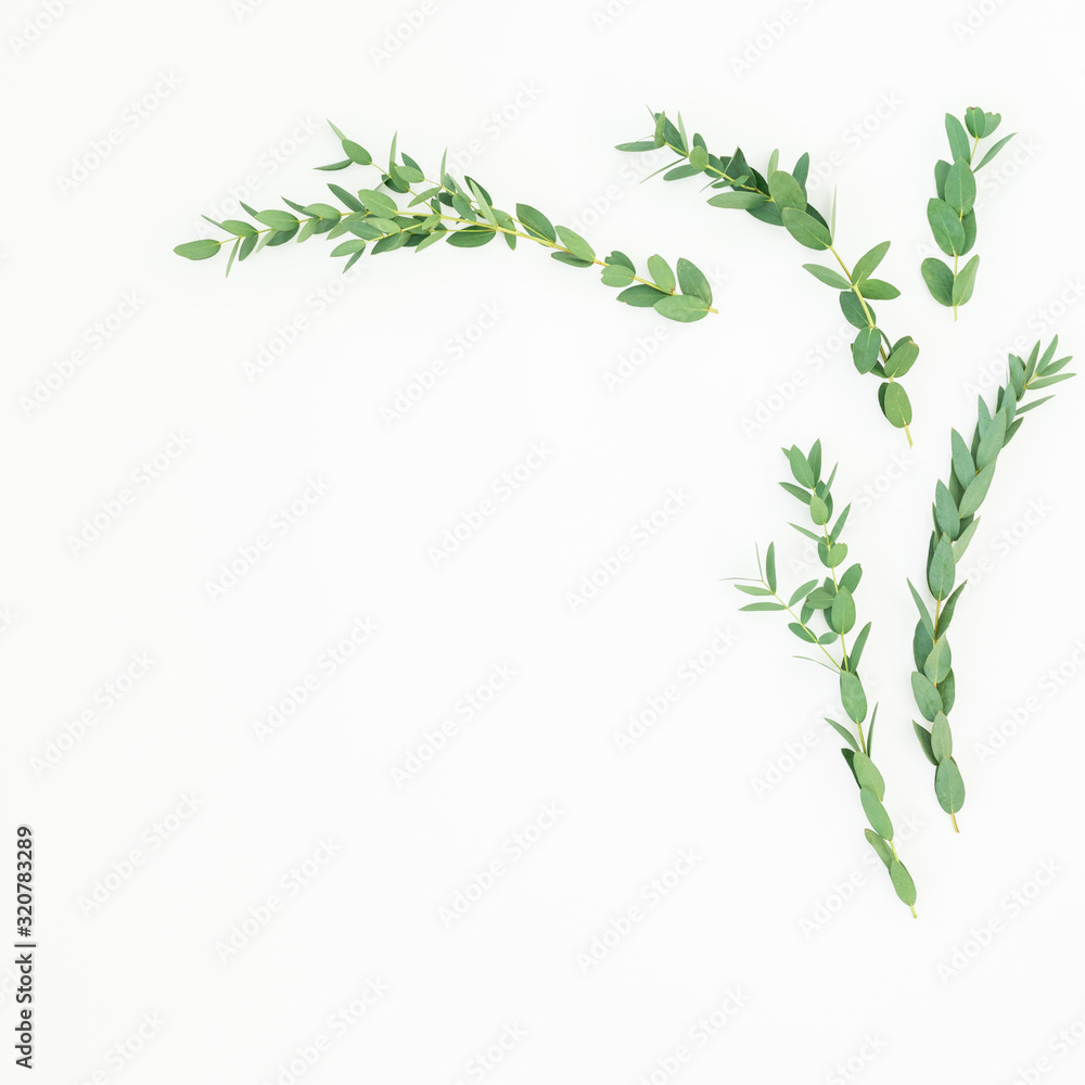 Floral background with eucalyptus branches and leaves on white. Flat lay