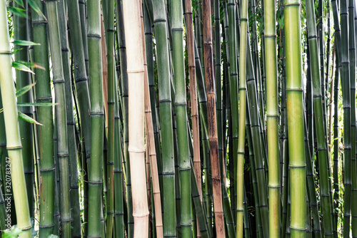 Arri  re-plan de bambou