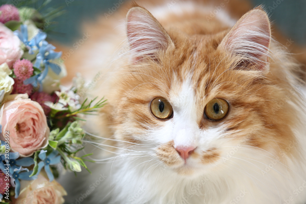 Fototapeta premium kot z zielonymi oczami