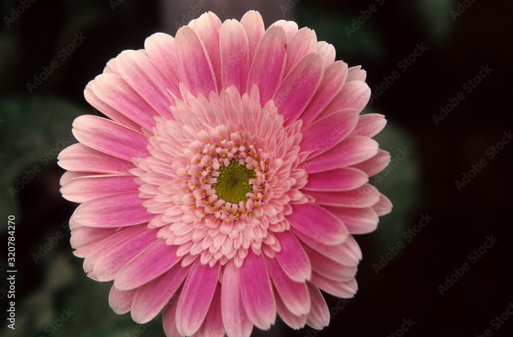 Fototapeta premium Gerbera- Close-up