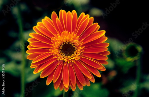 Gerbera - Close-up