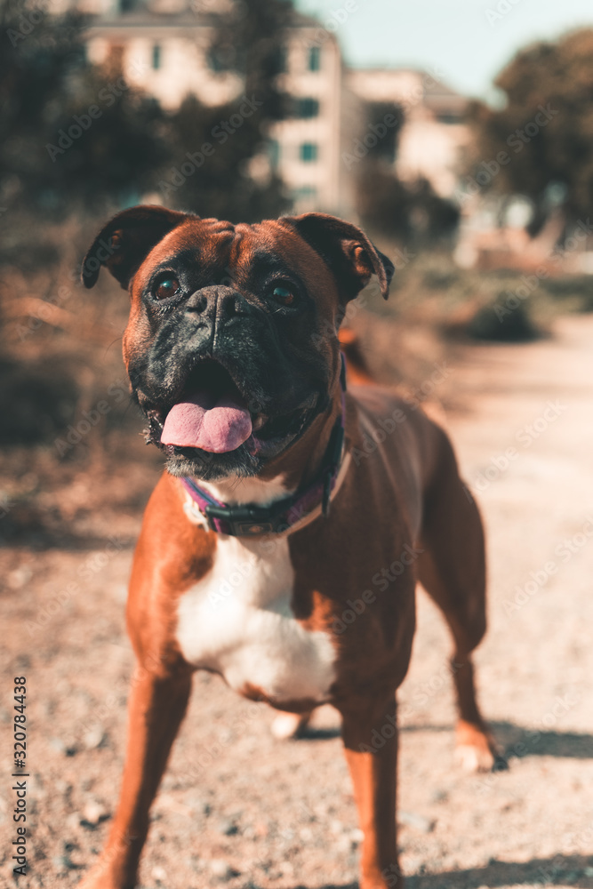 close-up of a boxer dog paying attention to what is in front of him with the background out of focus
