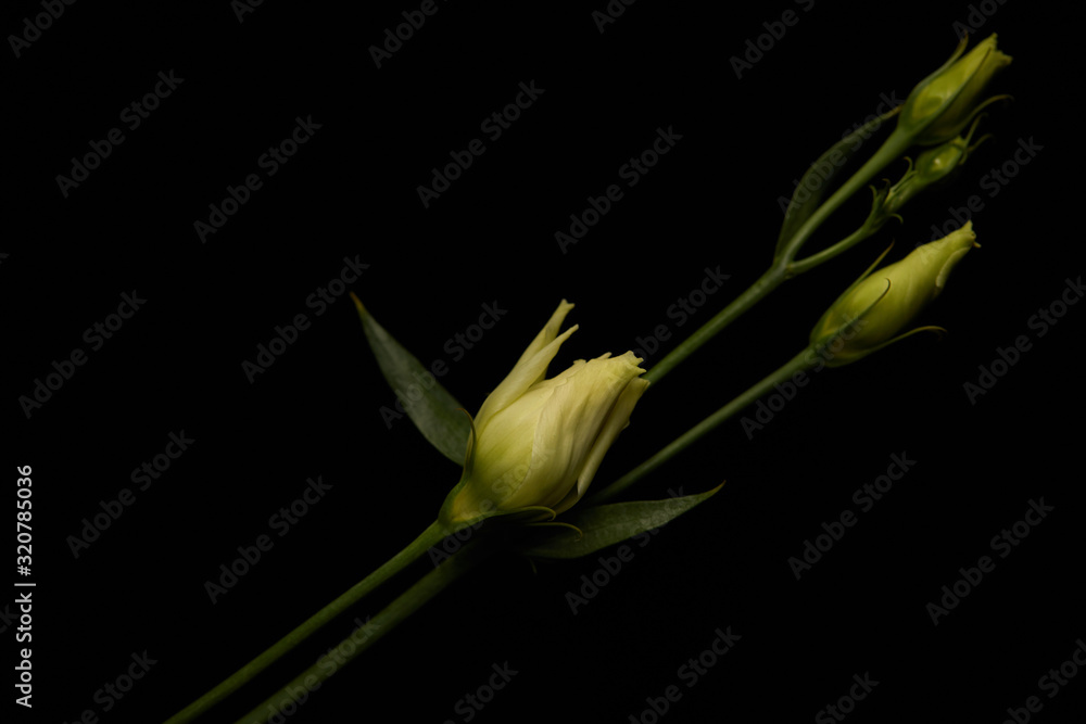 Close up view of eustoma flower with leaves isolated on black Close up view of eustoma flower with leaves isolated on black