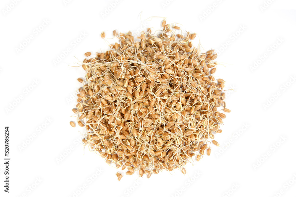 Whole wheat sprouts isolated on white background. Pile of sprouted wheat seeds top view.. Whole wheat sprouts isolated on white background. Pile of sprouted wheat seeds top view..