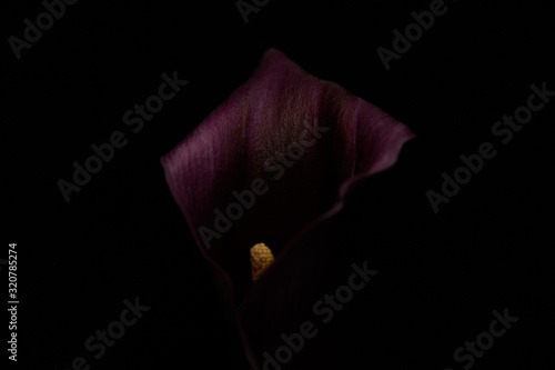 Close up view of purple calla flower isolated on black