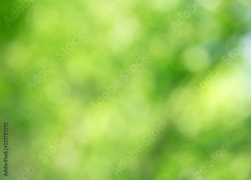 Green bokeh background from nature forest out of focus © photolink