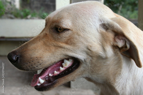 The common Indian Dog, Pune, Maharashtra, India © RealityImages