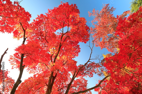 아름다운 한국의 가을 단풍 © 재봉 황