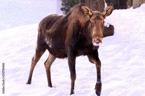 Moose in snow