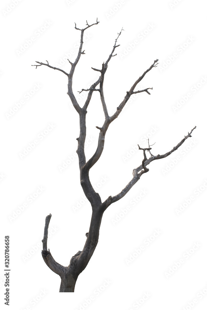 Dead tree isolated on white background Dead tree isolated on white background